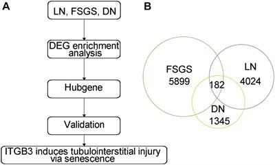 Integrin β3 Induction Promotes Tubular Cell Senescence and <mark class="highlighted">Kidney Fibrosis</mark>